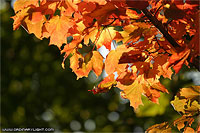 Photograph: Fall Leaves